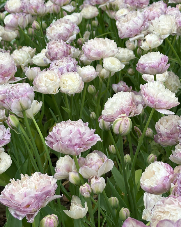 Tulip 'Peggy Wonder'