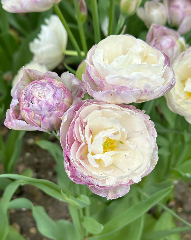 Tulip 'Peggy Wonder'
