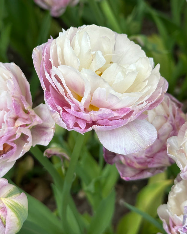 Tulip 'Peggy Wonder'