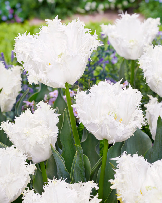Tulip 'Peppermint'