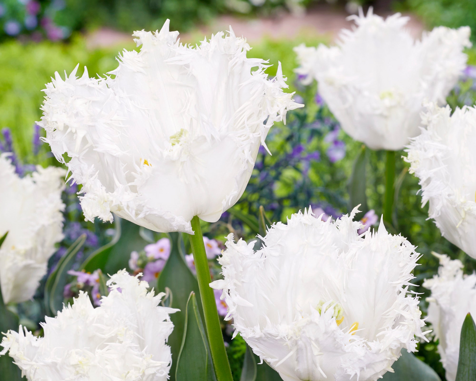 Tulip 'Peppermint'