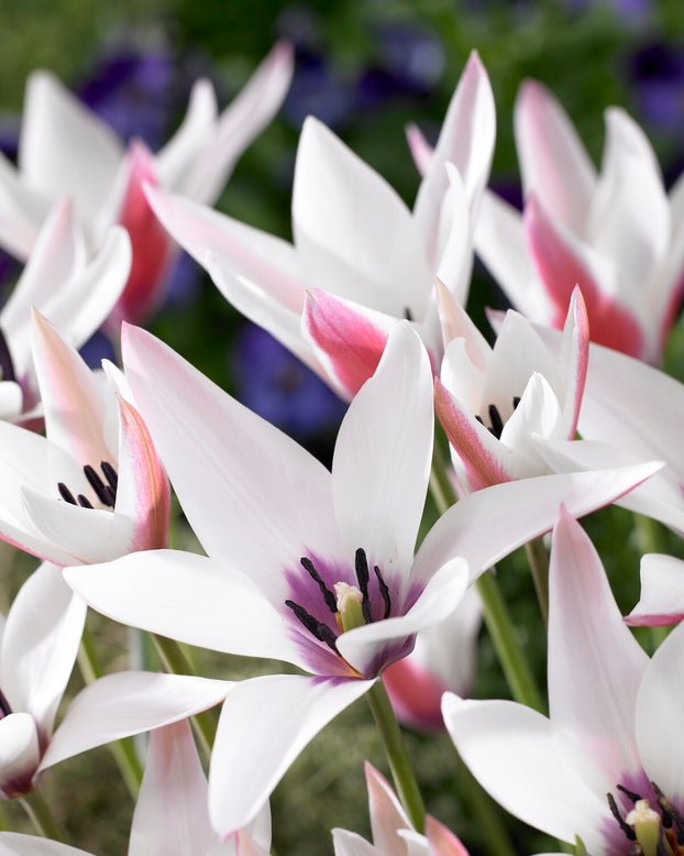 Tulip 'Peppermint Stick'