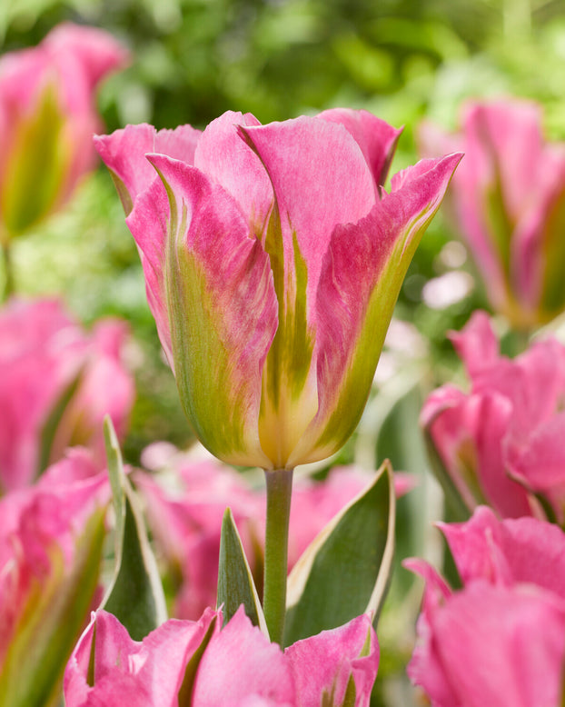 Tulip 'Pink Artist'