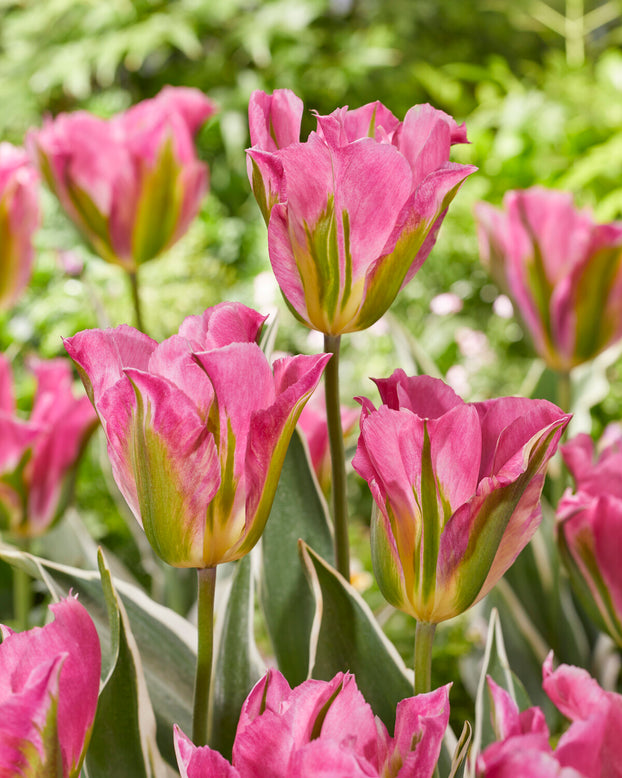 Tulip 'Pink Artist'