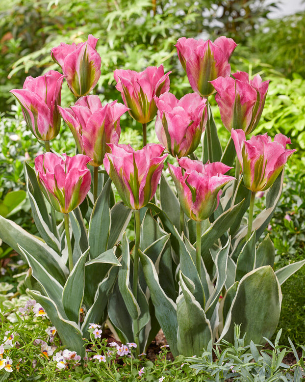 Tulip 'Pink Artist'