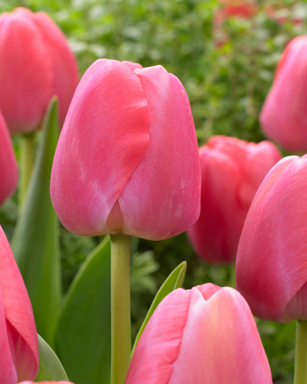 Tulip 'Pink Pride'