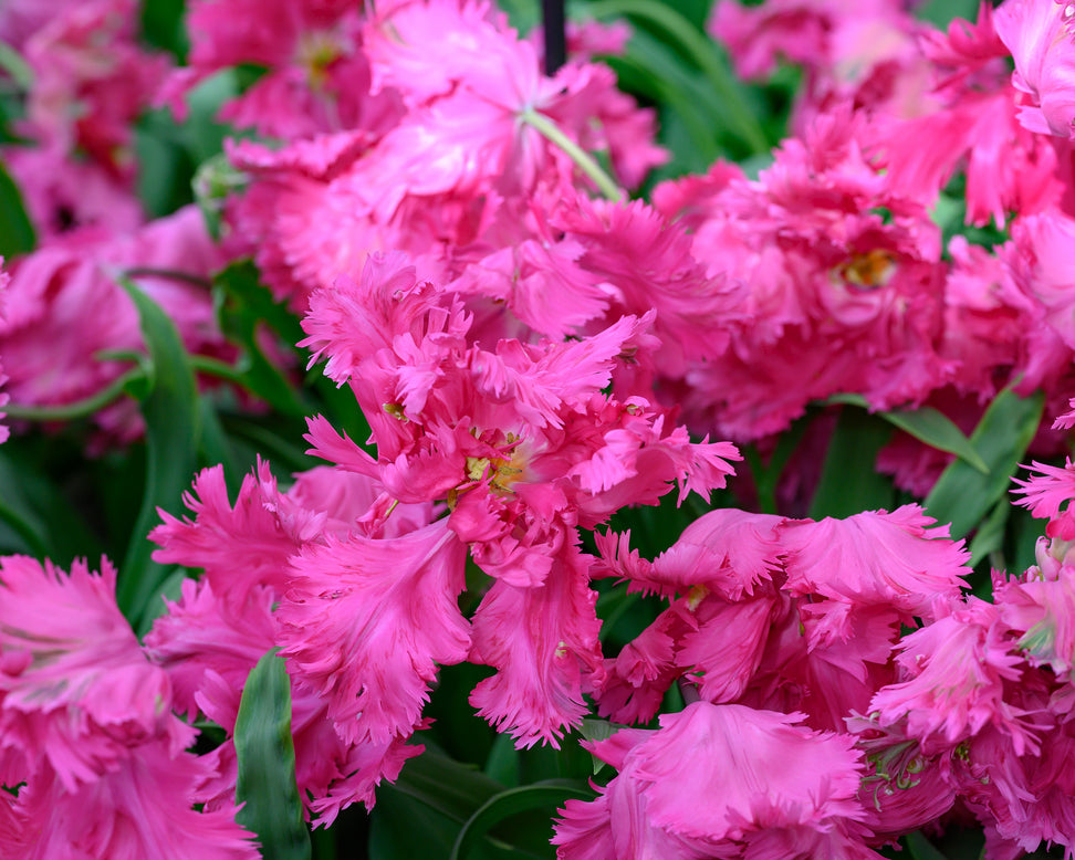 Tulip 'Power Parrot'