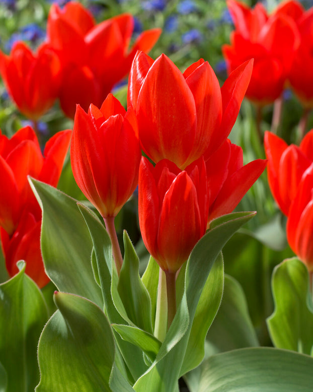 Tulip praestans 'Fusilier'