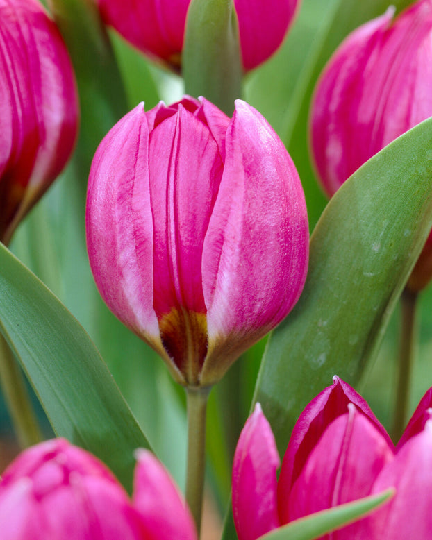 Tulip pulchella violacea