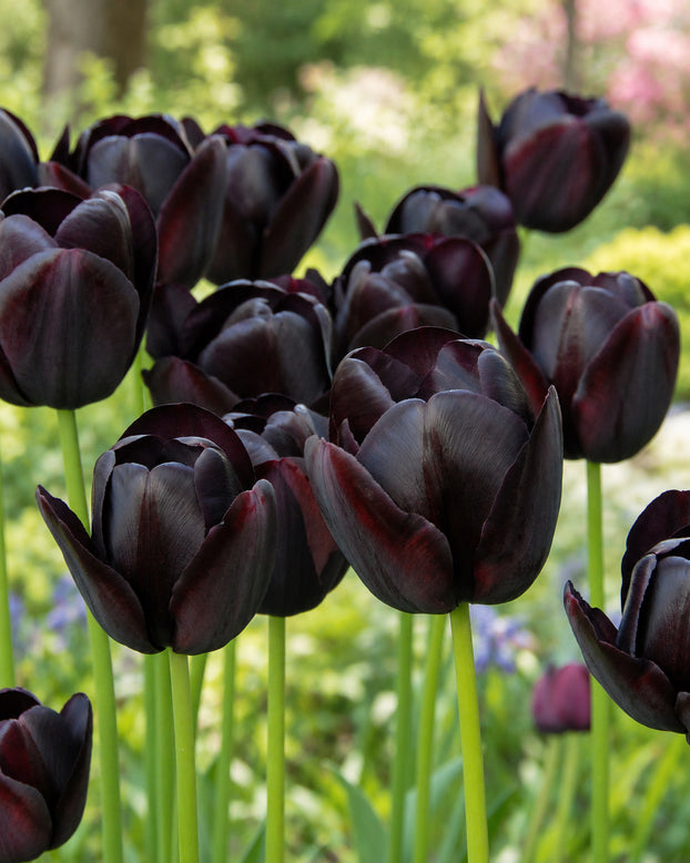 Black Tulip 'Queen of Night'