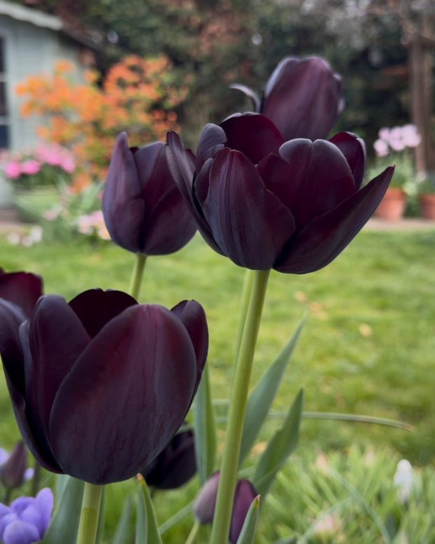 Tulip 'Queen of Night'