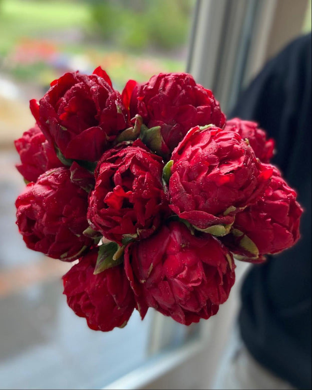 Tulip 'Red Giant'