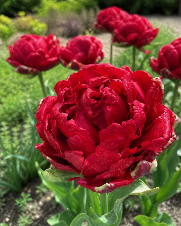 Tulip 'Red Giant'