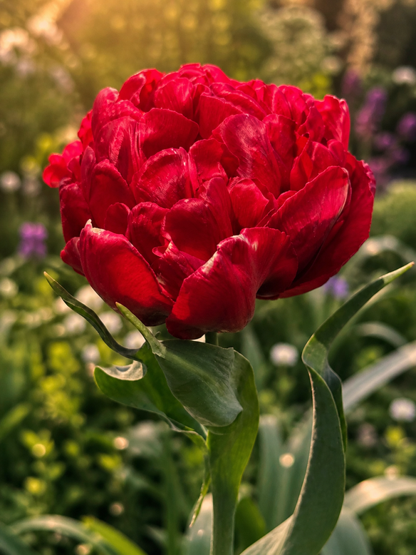 Tulip 'Red Giant'