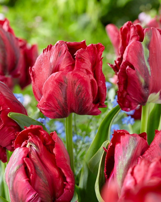 Tulip 'Red Madonna'