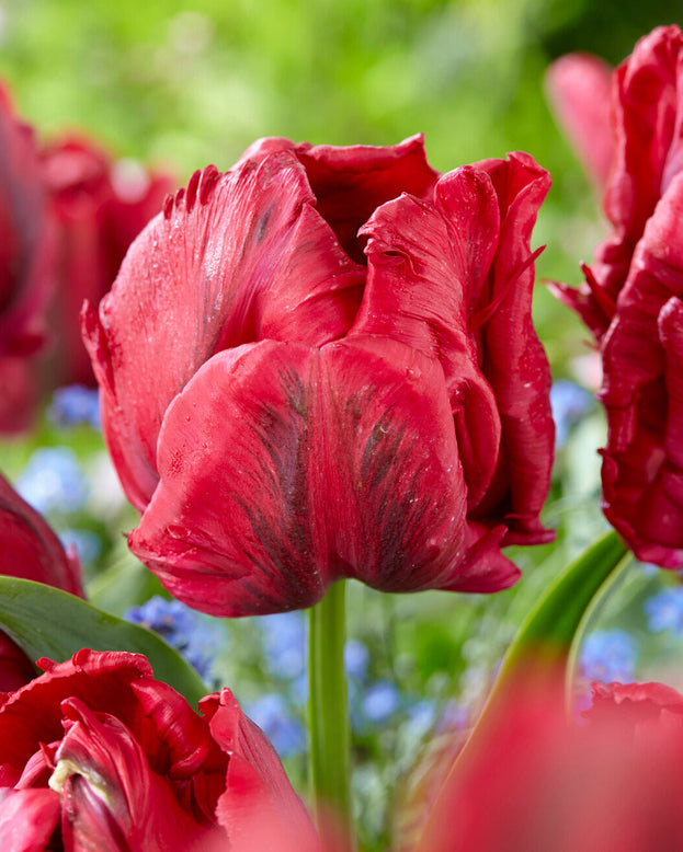 Tulip 'Red Madonna'