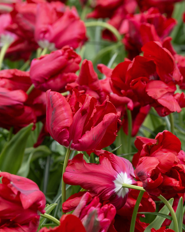 Tulip 'Red Madonna'
