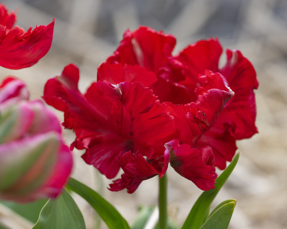 Tulip 'Red Madonna'