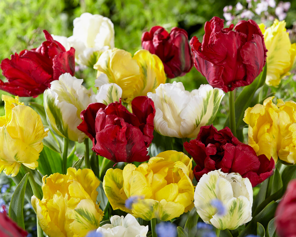 Tulip 'Red Madonna'