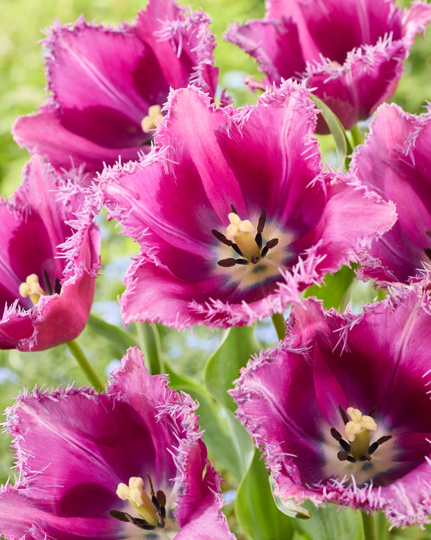 Tulip 'Reine de Lairesse'