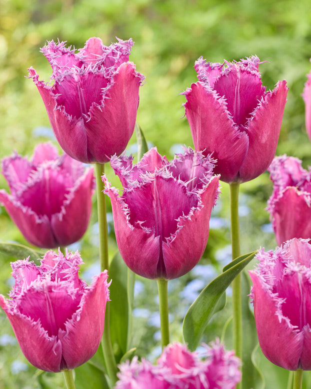 Tulip 'Reine de Lairesse'