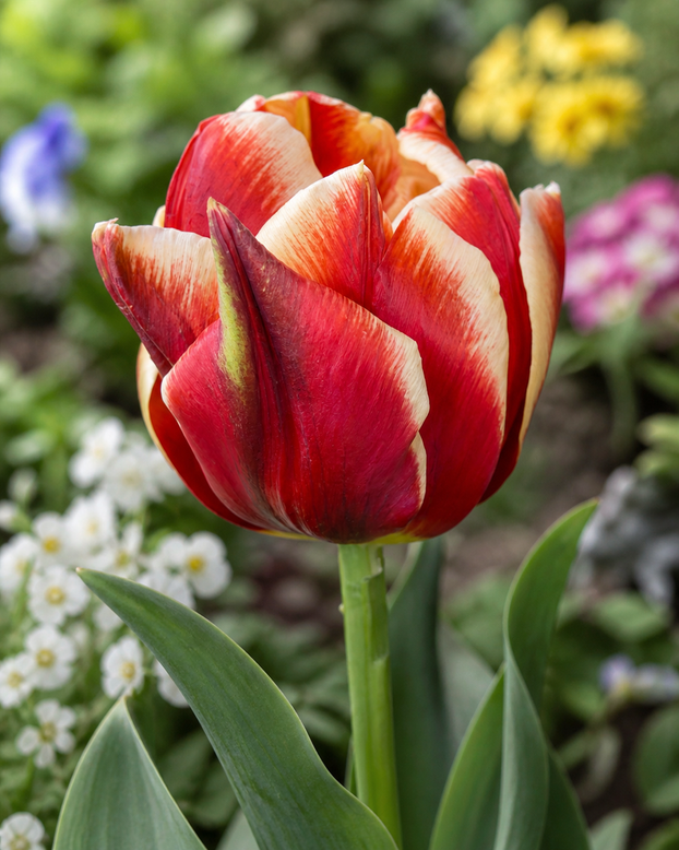 Tulip 'Rhubarb Ripple'