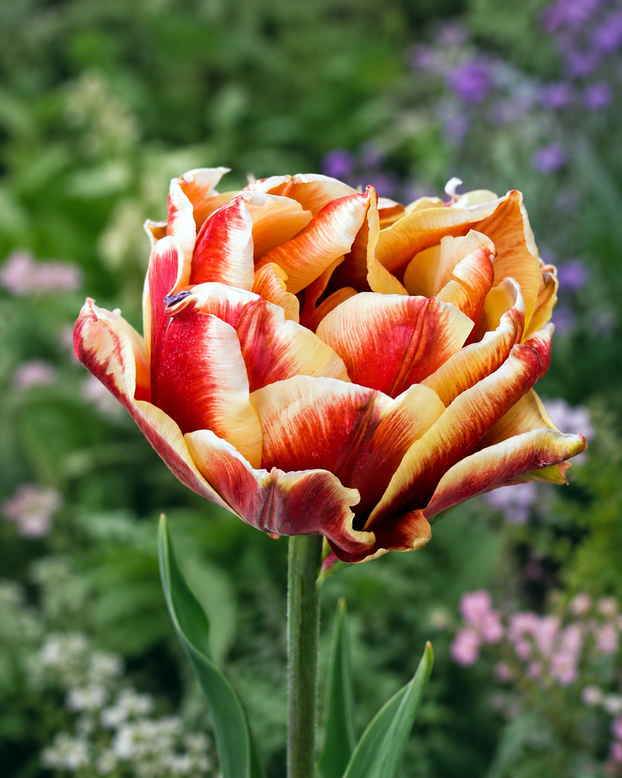 Tulip 'Rhubarb Ripple'