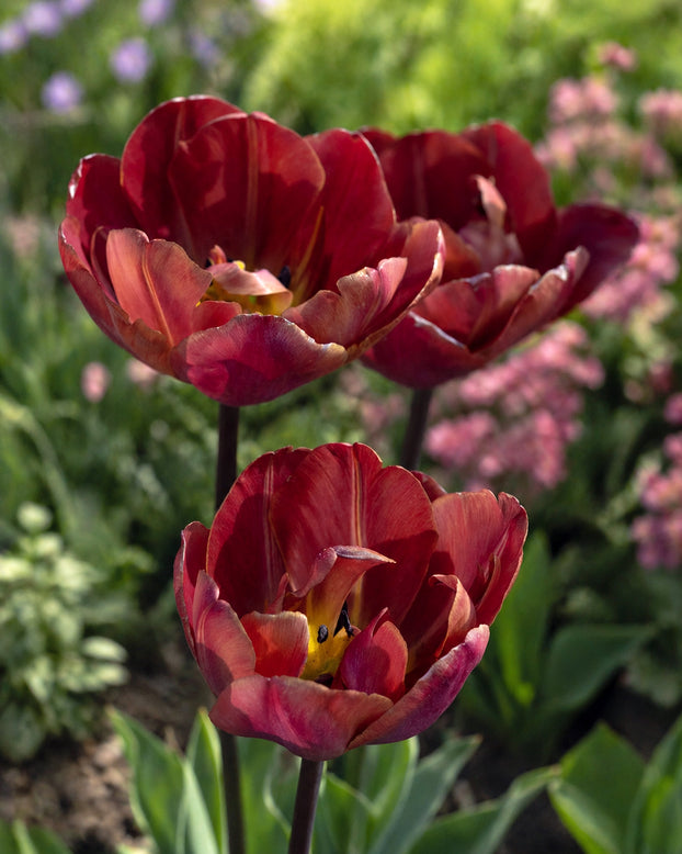Tulip 'Ridgedale'