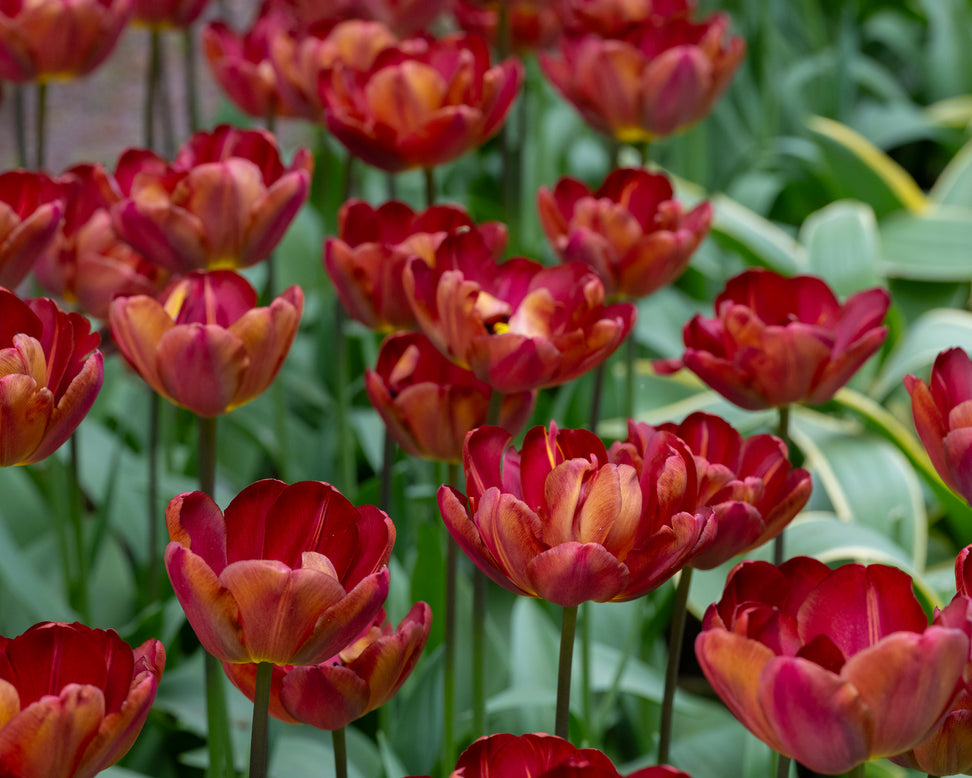 Tulip 'Ridgedale'