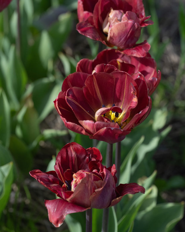 Tulip 'Ridgedale'