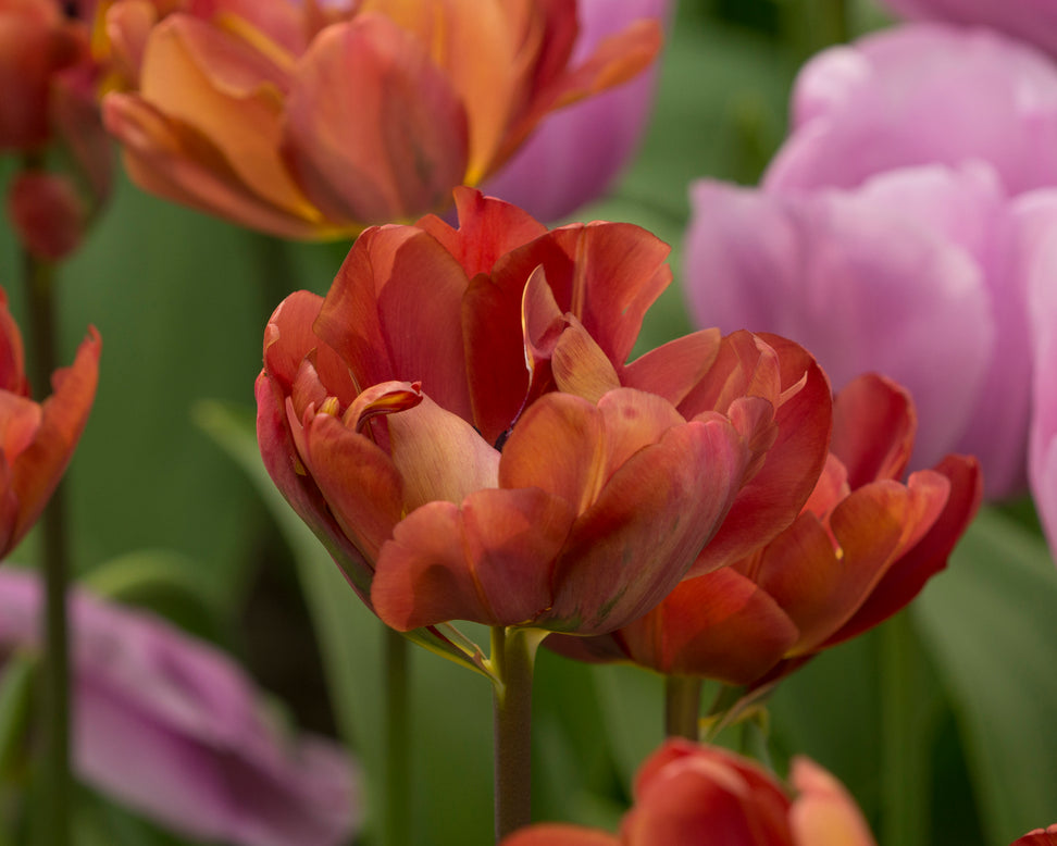Tulip 'Ridgedale'