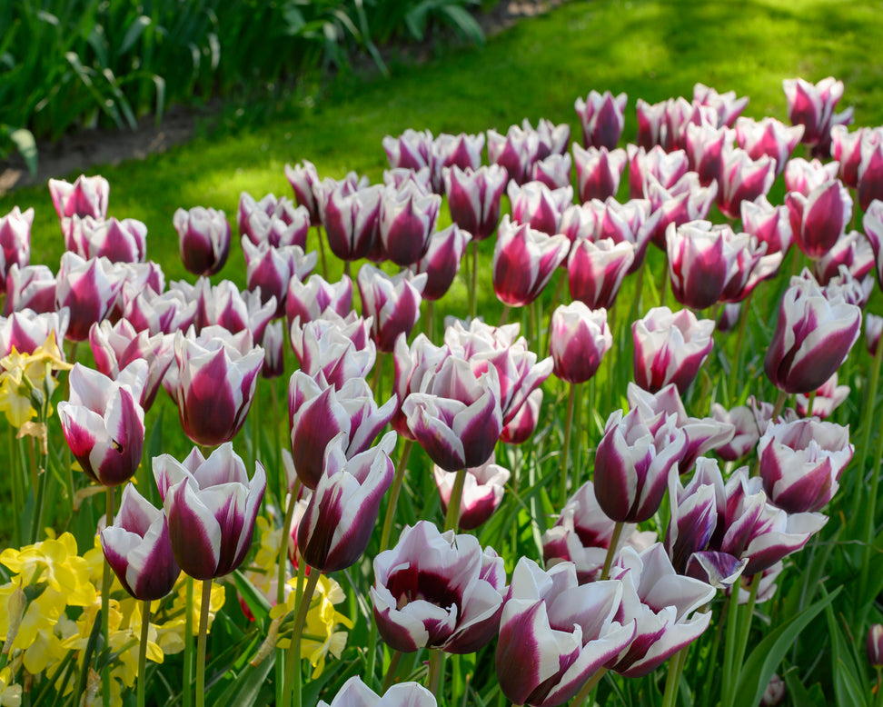 Tulip 'Rimini'