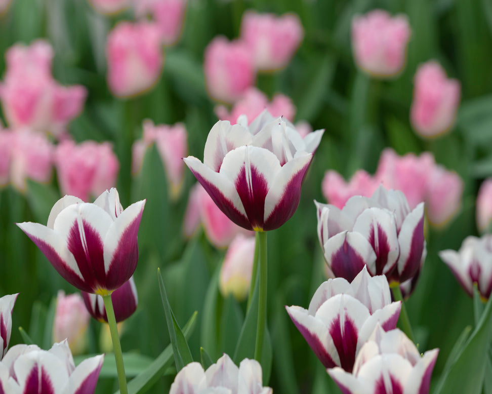 Tulip 'Rimini'