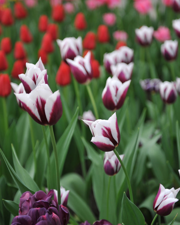 Tulip 'Rimini'