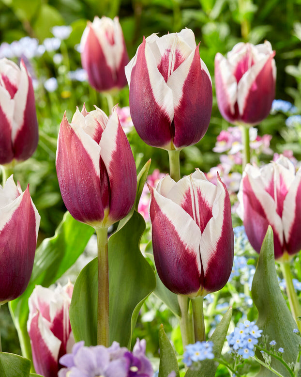 Tulip 'Rimini'