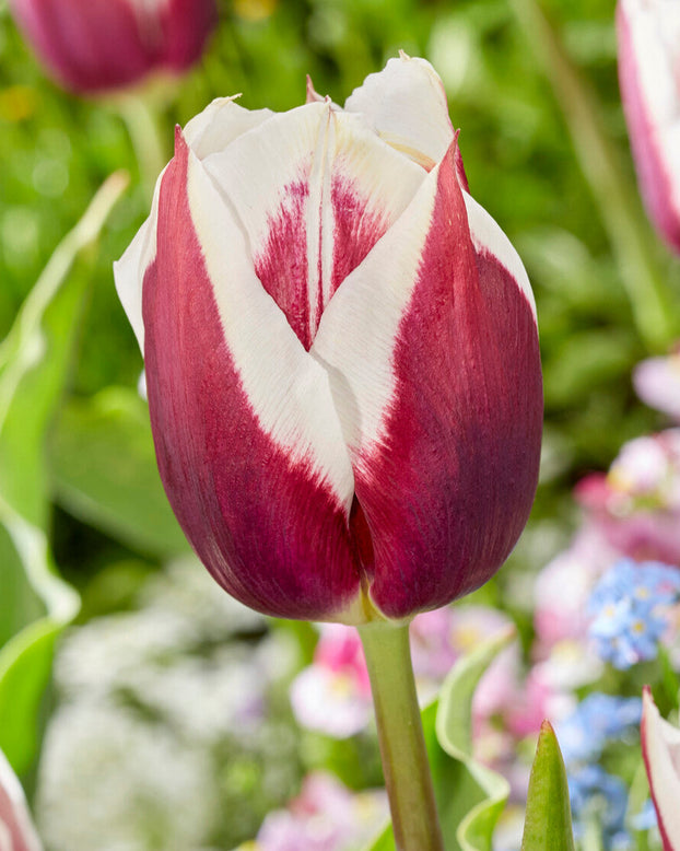 Tulip 'Rimini'