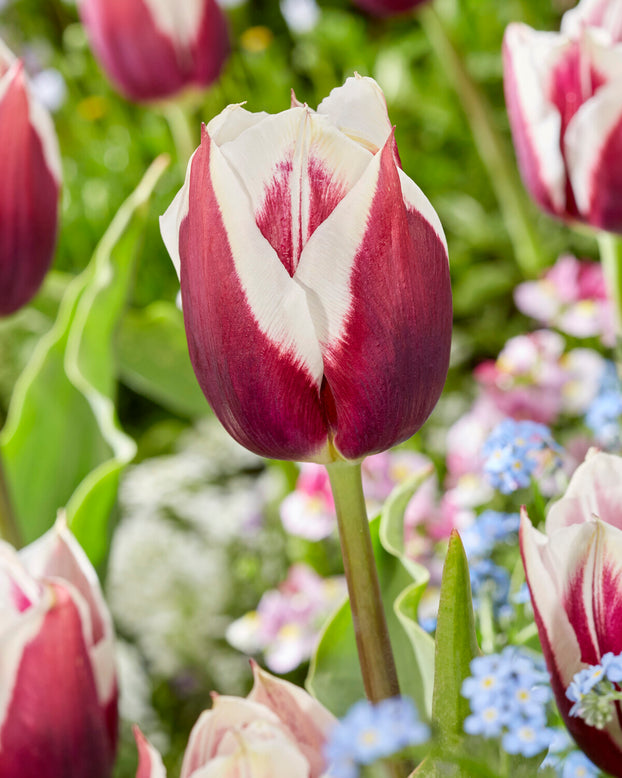 Tulip 'Rimini'