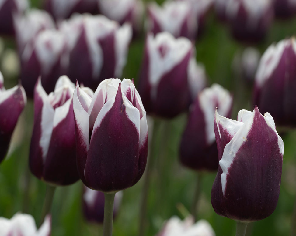Tulip 'Rimini'
