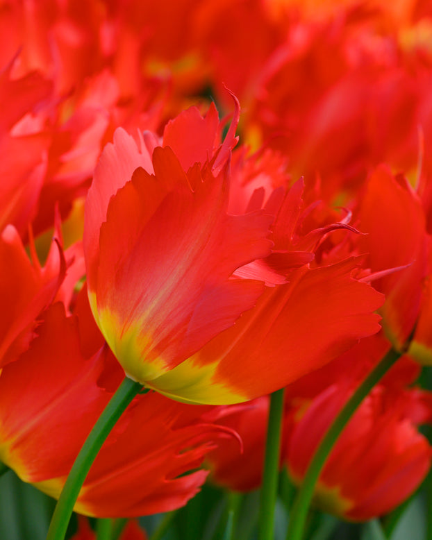 Tulip 'Robbedoes'