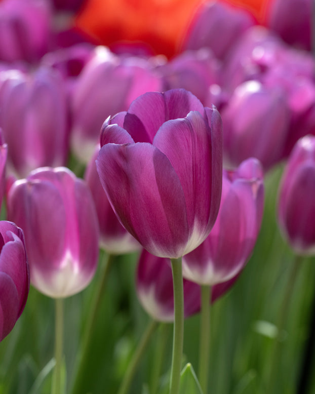 Tulip 'Roeska'