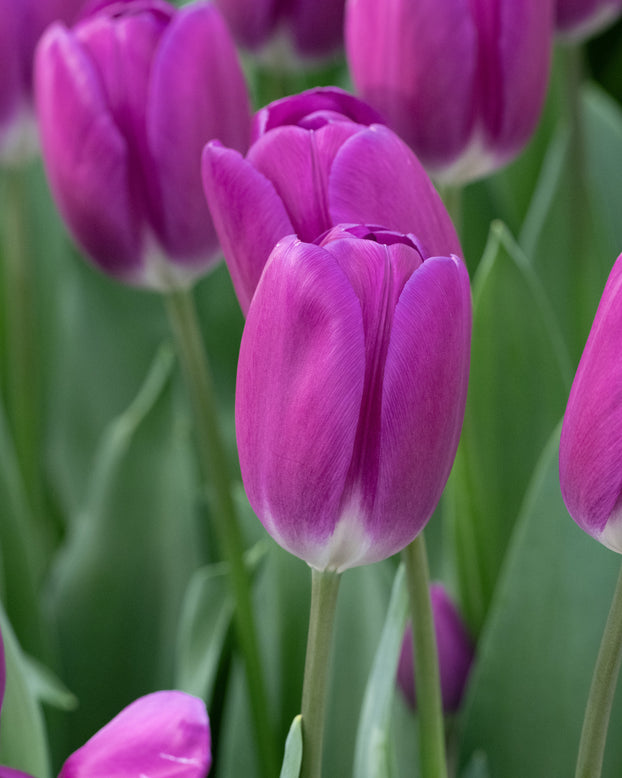 Tulip 'Roeska'