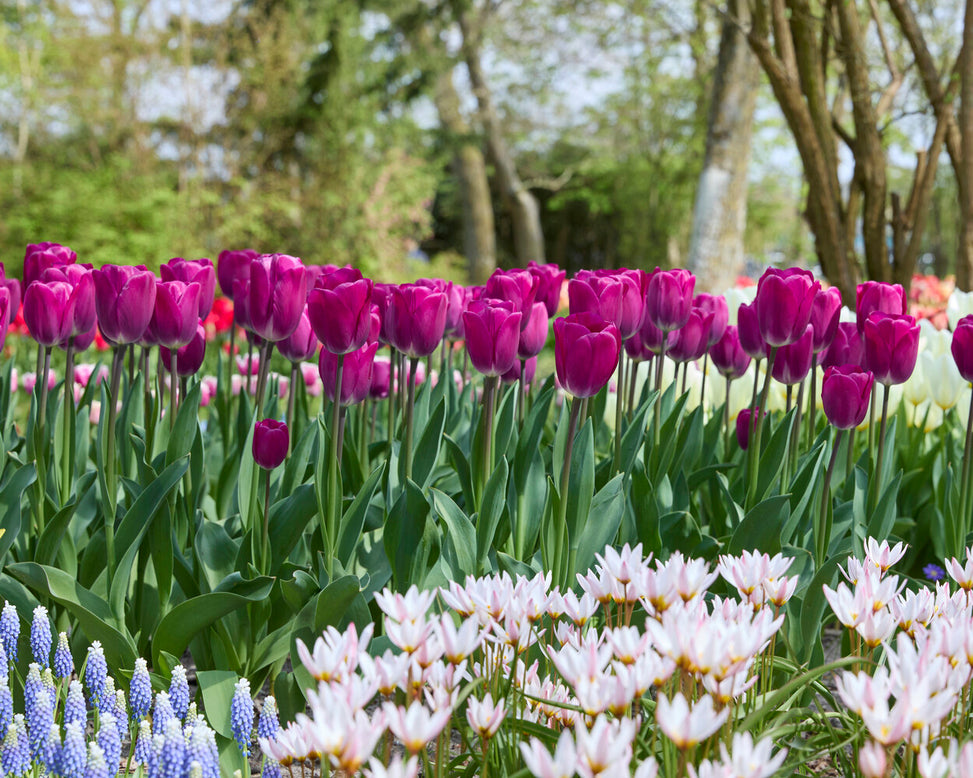 Tulip 'Roeska'