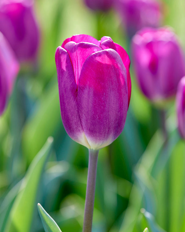 Tulip 'Roeska'