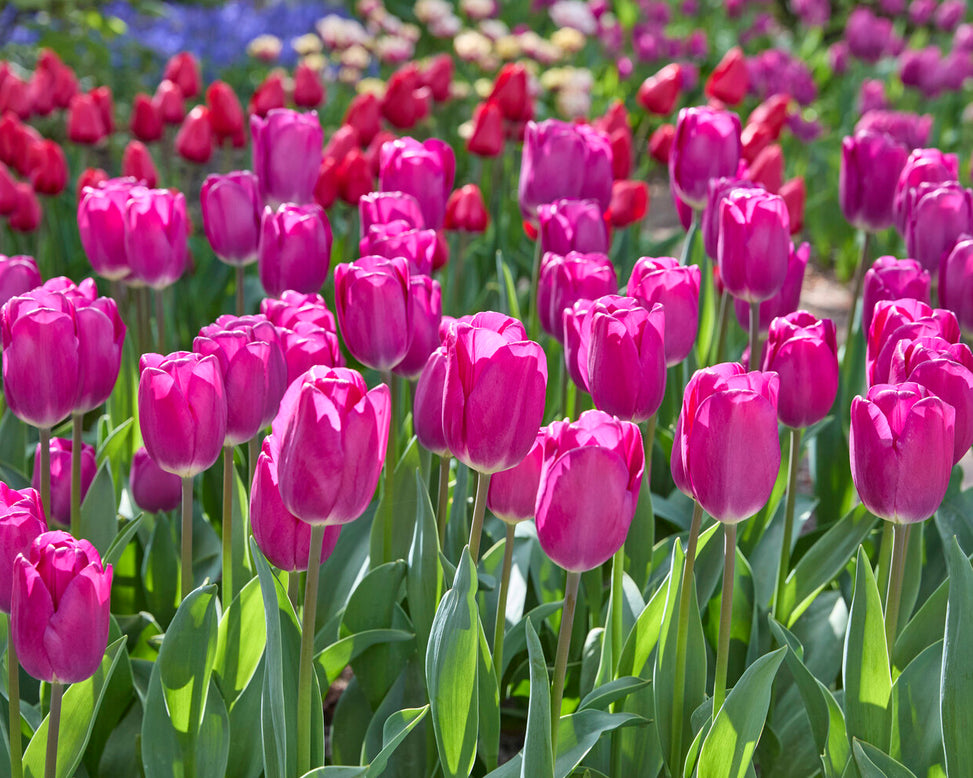 Tulip 'Roeska'
