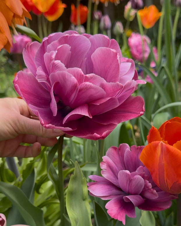 Tulip 'Rosy Diamond'
