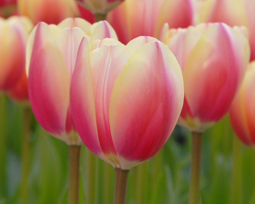 Tulip 'Russian Princess'