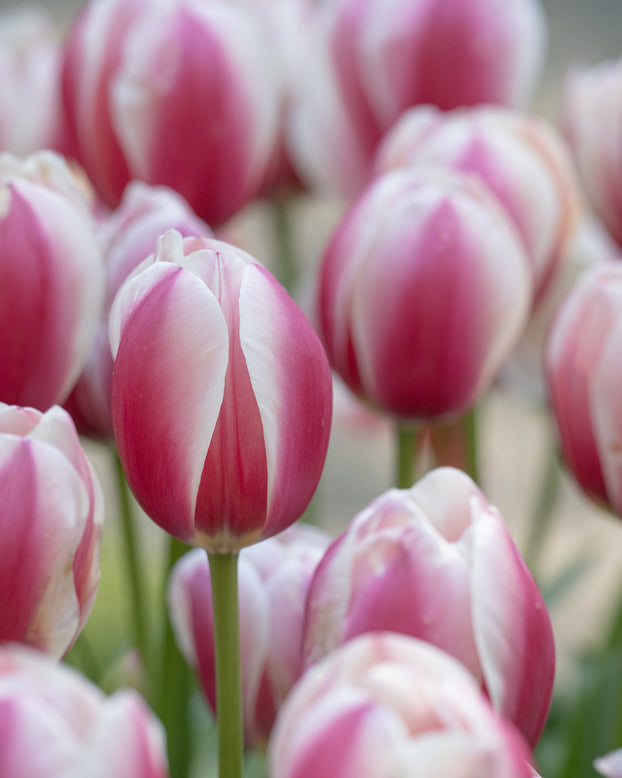 Tulip 'Russian Princess'