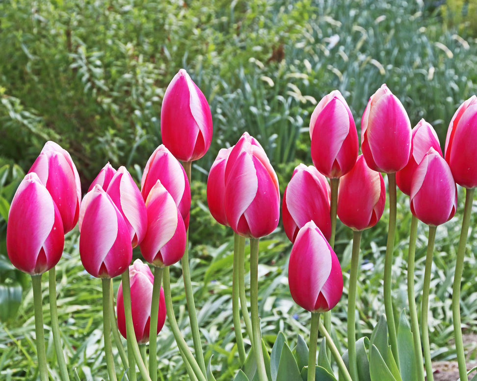 Tulip 'Russian Princess'