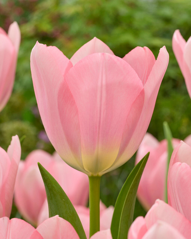 Tulip 'Salmon Dessert'