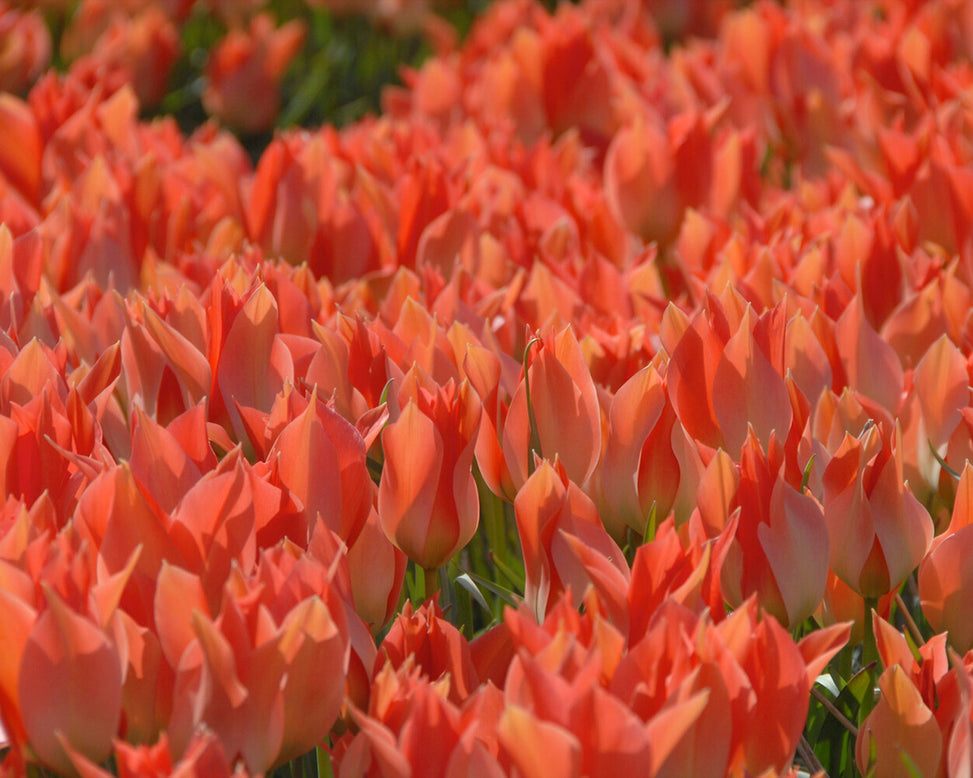 Tulip 'Salmon Gem'